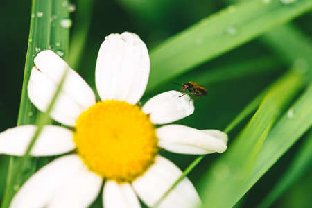 Small beetle Cerambycidae on daisy near shiny green grass with dew drops close-up with copy space. Pure, pleasant, nice greenery with rain drops in sunlight near chamomile. Plants in rain weather.の写真素材