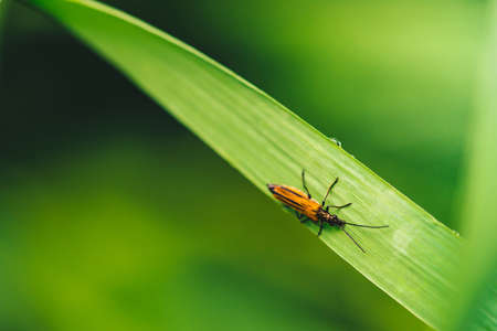 Small beetle Cerambycidae on vivid shiny green grass with dew drops close-up with copy space. Pure, pleasant, nice greenery with rain drops in sunlight in macro. Green plants in rain weather.の写真素材