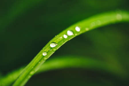 Beautiful vivid shiny green grass with dew drops close-up with copy space. Pure, pleasant, nice...