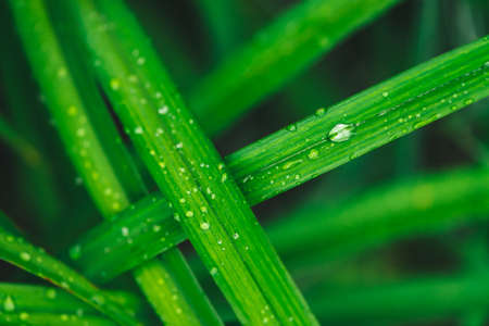 Beautiful vivid shiny green grass with dew drops close-up with copy space. Pure, pleasant, nice...