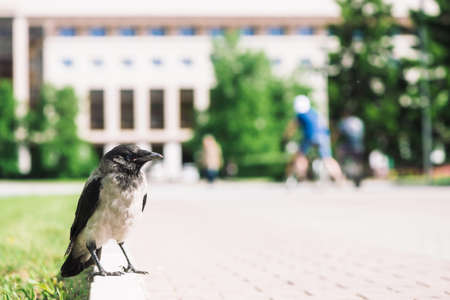 Black crow walks on border near gray sidewalk on background of city building in bokeh with copy space. Raven on pavement near green grass. Wild bird on asphalt close up. Predatory animal of city.の写真素材