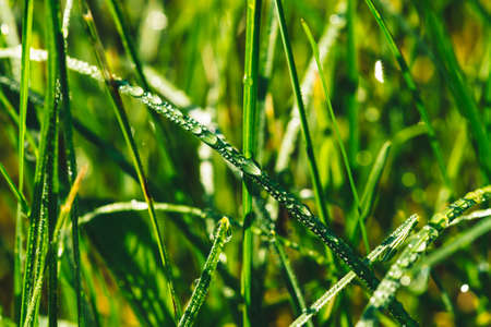 Beautiful vivid shiny green grass with dew drops close-up with copy space. Pure, pleasant, nice...