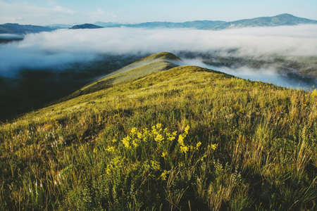 Small yellow flowers blossom on meadow on mountain peak against background of thick fog above abyss. Haze on horizon. Atmospheric landscape of beautiful majestic nature of highlands with mist.の写真素材