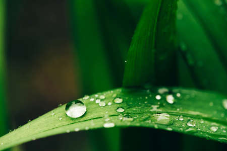 Beautiful vivid shiny green grass with dew drops close-up with copy space. Pure, pleasant, nice...