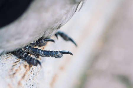Claws of crow close up. Raven sit on border in city. Urban bird on recreation.