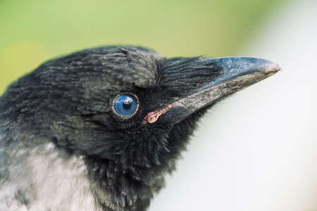 Head of young crow on gray and green background. Portrait of raven close up. Urban bird.の写真素材