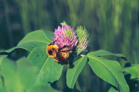 Fat bee find nectar in pink clover close up. Insect on flower with copy space on green blurred...