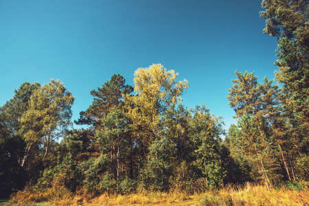 Fall glade in dense forest in vintage style. Colorful meadow among trees with yellow foliage in...
