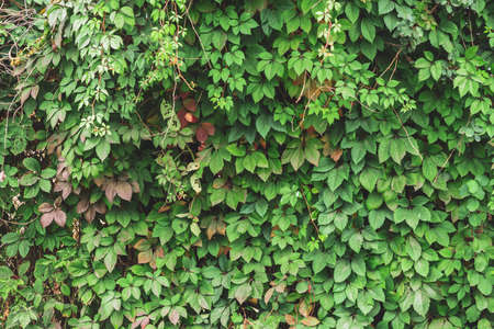 Green fence of parthenocissus henryana close up. Autumn background of girlish grapes with copy...