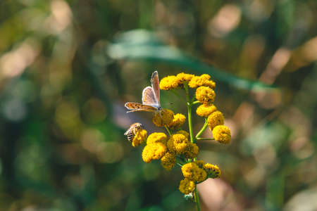 Small orange butterfly on yellow wild flower with copy space on bokeh. Beautiful insect close up on inflorescence on green blurred background. Tansy in macro.の写真素材
