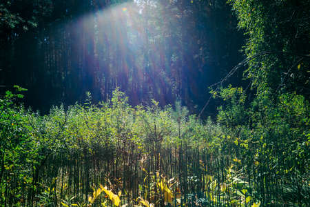 Rich vegetation of forest in early autumn. Woodland belt in sunlight. Colorful amazing sunny landscape with grass, bushes, trees. Natural texture of herbage. Amazing nature.の写真素材