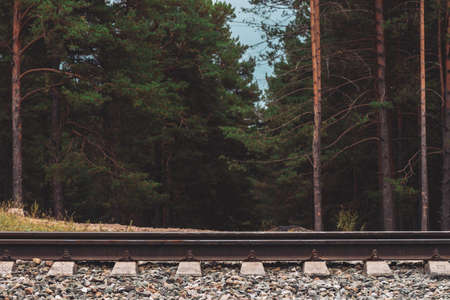 High pines in darkness close up. Background of pine forest boundary. Texture of pinery behind railroad. Coniferous trees. Atmospheric railway landscape.の写真素材
