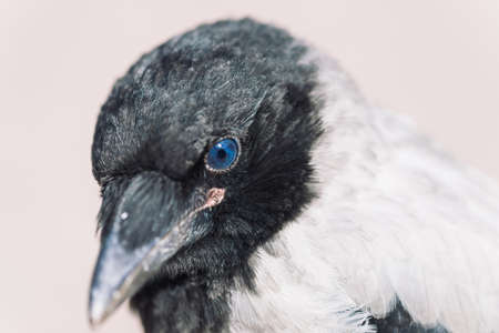 Head of young crow on gray background. Portrait of raven close up. Urban bird.