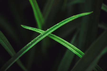 Beautiful vivid shiny dark green grass with dew drops close-up with copy space. Pure, pleasant, nice greenery with rain drops in macro. Background of green textured plants in rain weather. Rich green.の写真素材