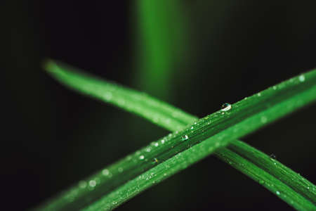 Beautiful vivid shiny dark green grass with dew drops close-up with copy space. Pure, pleasant, nice...