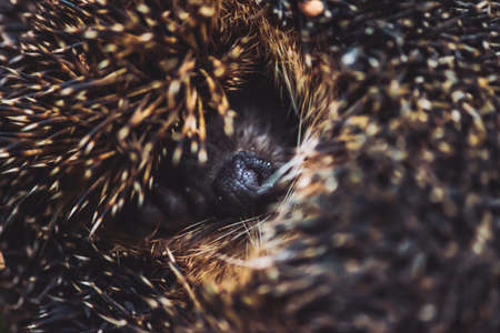 Snout of small cute hedgehog. Shy forest inhabitant of brown color. Needles of hedgehog close-up. Background of animal. Small prickly mammal. Half-closed hedgehog in macro.の写真素材
