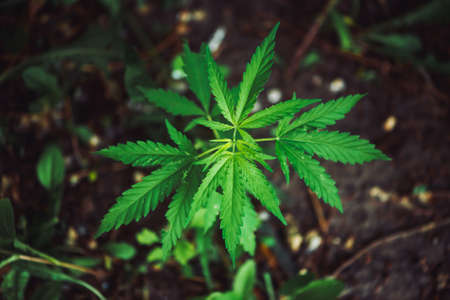 Leaves of hemp grow on ground. Natural background of cannabis. Marijuana close-up. Drug is illegal. Vivid green narcotic plant with copy space.の写真素材