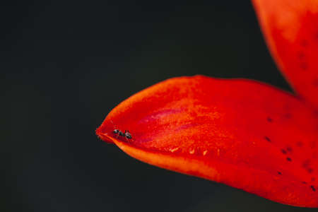 Small black ant on edge of red orange petal close-up. Insect on blooming flower with copy space. Atmospheric macro scene. Ant is high near abyss. Amazing vivid scenic macro world. Epic scene.の写真素材