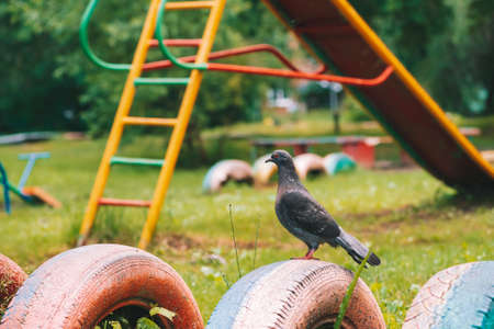 Gray pigeon is on fence on colorful playground in sunny day. City bird of close-up. Gray-black flying animal on fencing. Pigeon on green grass bright background on game area with copy space.の写真素材