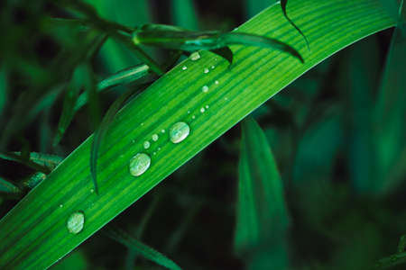 Beautiful vivid shiny green grass with dew drops close-up with copy space. Pure, pleasant, nice...