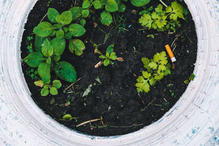 Cigarette butt on ground among grass close-up. Trash on flower bed near plants with copy space. Concept of nature pollution. Garbage on street. Conceptual background. Throwing cigarette butt on groundの写真素材