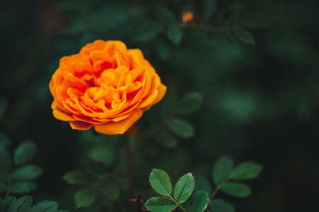 Orange garden rose on green background with copy space. Beautiful orange flower close-up. Amazing bright fire rose grow among rich greenery. Vivid flowering bud in garden. Romantic gentle plant.の写真素材