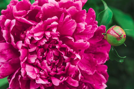 Amazing pink peony. Blooming lush magenta flower and young bud with long green leaves close-up. Insect on flower with copy space. Small black ant creep on unblown bud in macro. Beautiful peonies.の写真素材