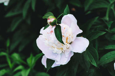Amazing cream peony with drops. Wet blooming flower and young bud with long green leaves close-up. Insect on flower with copy space. Small black ant creep on unblown bud in macro. Beautiful peonies.の写真素材