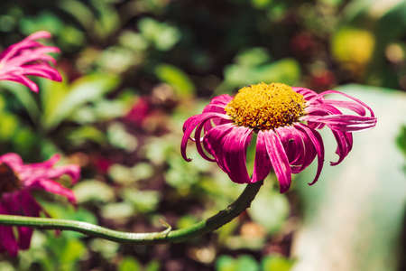 Vivid beautiful messy aster with soil on petals and pollen. Amazing imperfect magenta flower close-up. Bright pink petals and yellow pollen. Colorful dirty flower on green background with copy space.の写真素材