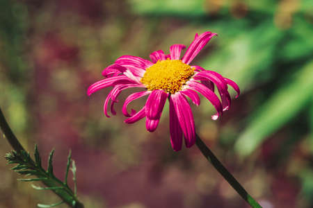 Amazing aster with bright pink petals and yellow pollen in wind. Beautiful magenta flower close-up...