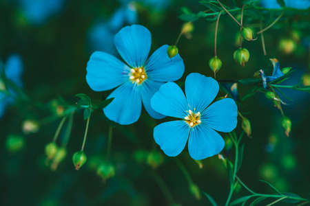 Amazing bright cyan flowers of flax blooming on green background. Vivid blue neon flowers close-up. Flowering buds of linum usitatissimum in macro. Beautiful blossoming flax flowers with copy space.の写真素材