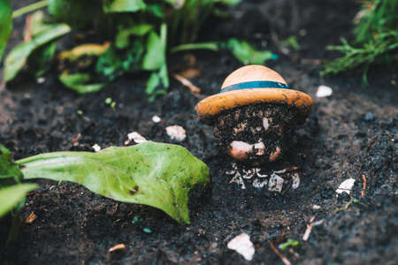 Dirty doll in soil near plants and trash. Old thrown soiled toy buried in ground. Sad pessimistic statuette in garden. Gloomy place. Melancholy background with copy space. Scene of horror, thriller.の写真素材