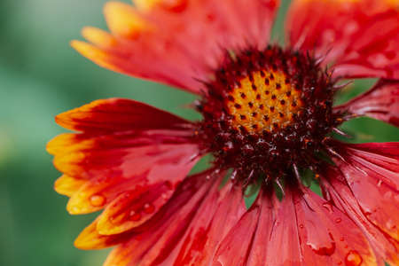Scenic flowering gaillardia pulchella in macro. Amazing wet red yellow flower close-up with copy space. Wonderful petals with raindrops. Dew on beautiful blooming flower. Drops on plant. Rich flora.の写真素材