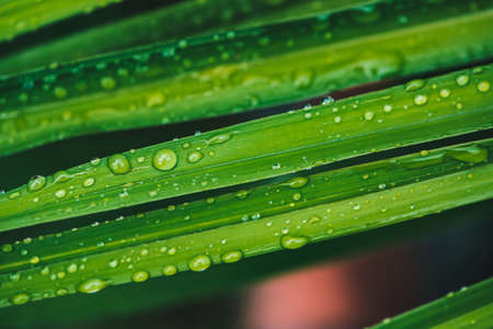 Beautiful vivid shiny green grass with dew drops close-up with copy space. Pure, pleasant, nice...