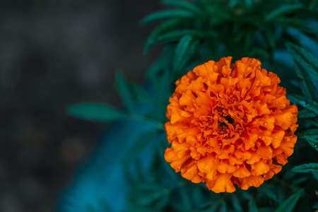 Tender marigold on rich greenery background with raindrops. Small velvet orange flower with dew drops close-up. Cute tagetes with droplets with copy space. Picturesque garden lush flower in flower bedの写真素材