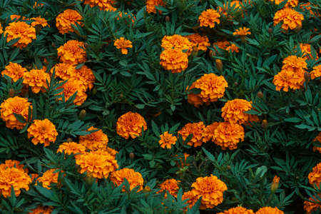 Amazing vintage marigolds grow among rich greenery. Small velvet orange flowers close-up. Natural...