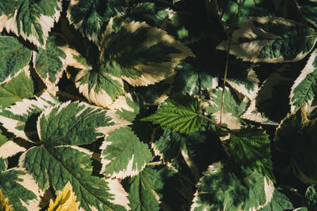 Dark green leaves of goutweed with dew drops close-up with copy space. Rich greenery with raindrops in shadow in macro. Natural background of green textured plants in rainy weather. Vintage flora.の写真素材