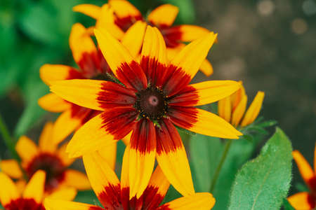 Scenic flowering rudbeckia fulgida in macro. Amazing red yellow flower close-up with copy space. Wonderful colorful petals of coneflower on green background. Beautiful vivid blooming flower.の写真素材