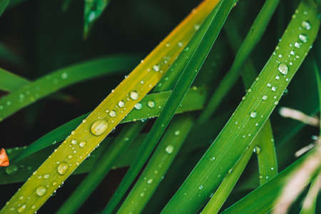 Beautiful vivid shiny green grass with dew drops close-up with copy space. Pure, pleasant, nice...