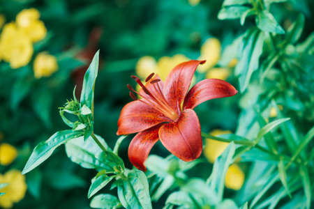 Beautiful blooming lily crimson pixie in macro. Amazing picturesque flower close-up. Colorful plant in garden. Wonderful asian flower with vivid red burgundy bordeaux petals. Big pistil and stamens.の写真素材