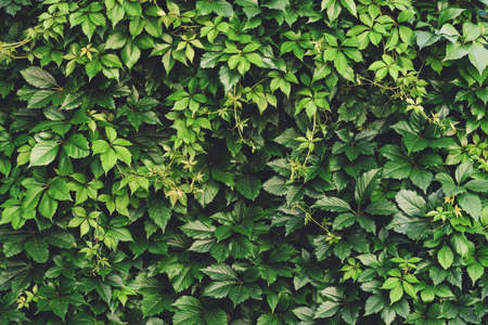 Hedge of big green leaves in spring. Green fence of parthenocissus henryana. Natural background of girlish grapes. Floral texture of parthenocissus inserta. Rich greenery. Plants in botanical garden.の写真素材