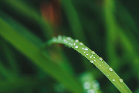 Beautiful vivid shiny green grass with dew drops close-up with copy space. Pure, pleasant, nice...