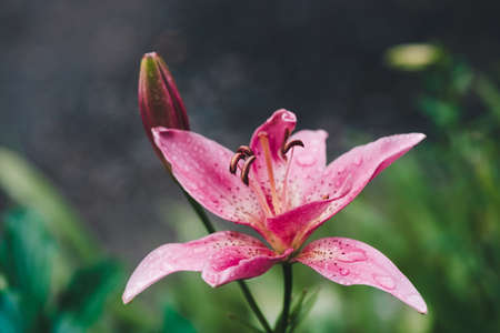 Beautiful flowering pink lily in macro. Amazing picturesque wet blooming flower close-up. Raindrops on colorful plant. Wonderful european perfume flower with dew drops. Droplets on pink petals.の写真素材
