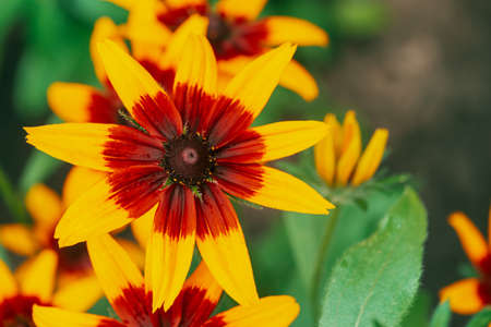 Scenic flowering rudbeckia fulgida in macro. Amazing red yellow flower close-up with copy space....