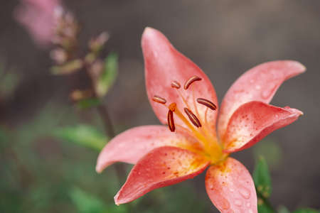 Beautiful flowering pink lily in macro. Amazing picturesque wet blooming flower close-up. Raindrops...
