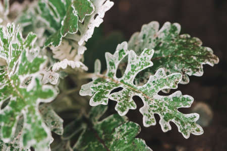 Gray green leaves of cineraria in macro. Exotic dusty miller plant close-up. Natural background of cineraria maritima. Silver dust herb. Beautiful senecio cineraria. Rough leaves of amazing plant.の写真素材