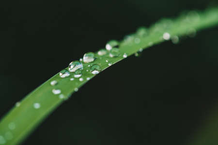 Beautiful vivid shiny green grass with dew drops close-up with copy space. Pure, pleasant, nice...