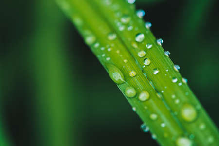Beautiful vivid shiny green grass with dew drops close-up with copy space. Pure, pleasant, nice greenery with rain drops in sunlight in macro. Background from green textured plants in rain weather.の写真素材