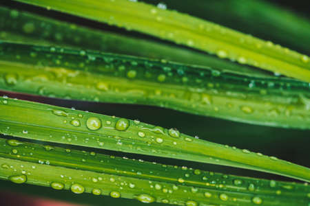 Beautiful vivid shiny green grass with dew drops close-up with copy space. Pure, pleasant, nice greenery with rain drops in sunlight in macro. Background from green textured plants in rain weather.の写真素材
