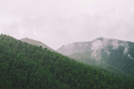 Evergreen forest cover in highlands in morning fog. Mystic haze among hills. Atmospheric misty mountain landscape of majestic nature.の写真素材
